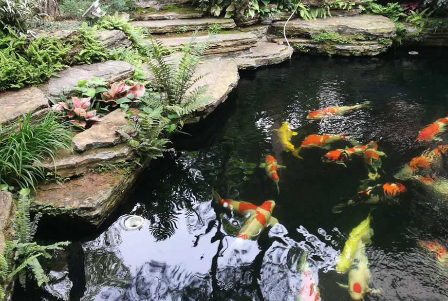 青岛庭院设计-锦鲤鱼池设计