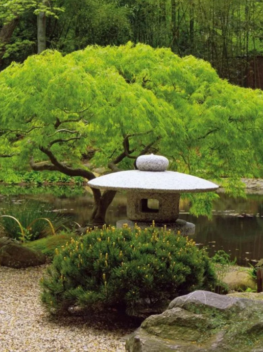 日式庭院植物配置