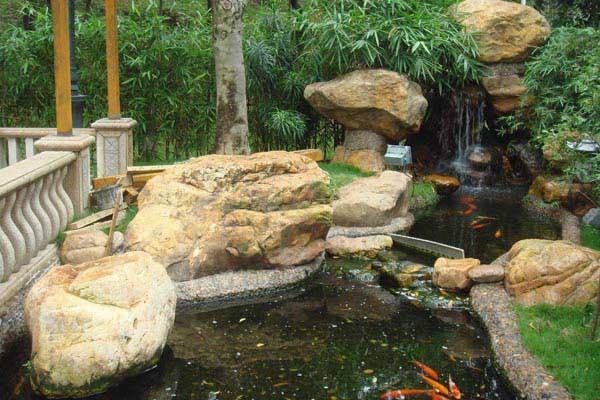 青岛庭院设计之锦鲤鱼池生态系统